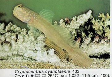 Cryptocentrus cyanotaenia